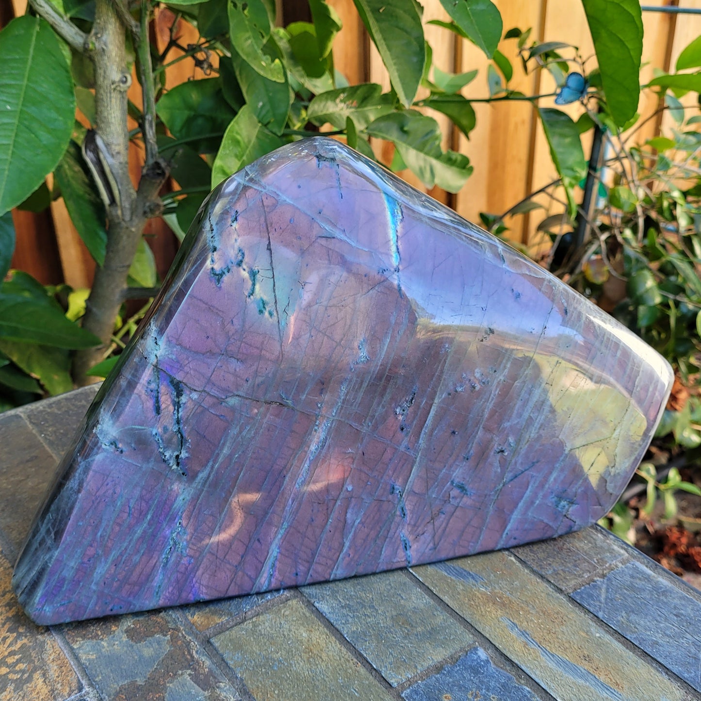 Huge Labradorite Freeform, 13.8LB With Purple and Pink Sunset Flash