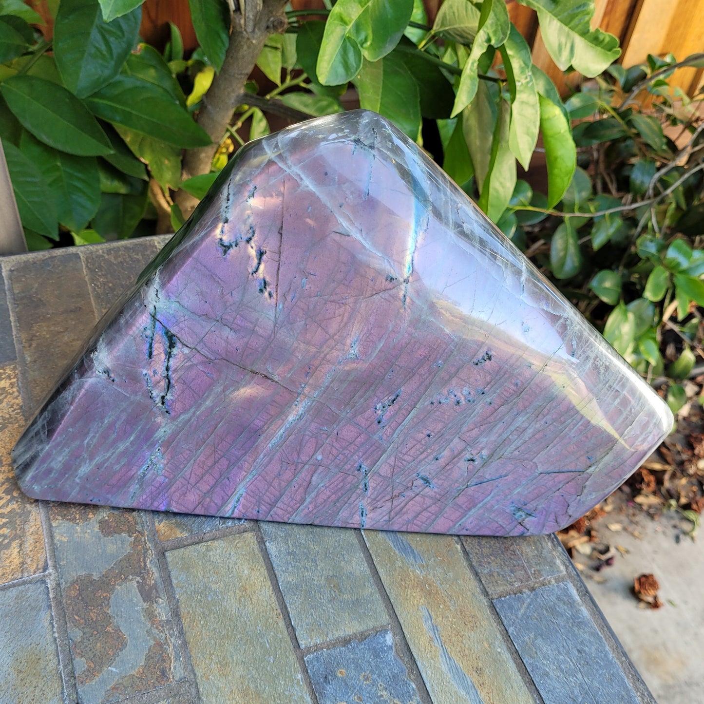 Huge Labradorite Freeform, 13.8LB With Purple and Pink Sunset Flash