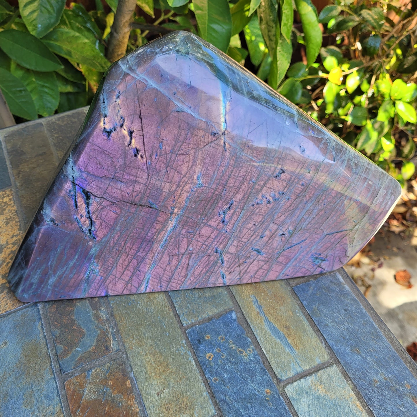 Huge Labradorite Freeform, 13.8LB With Purple and Pink Sunset Flash