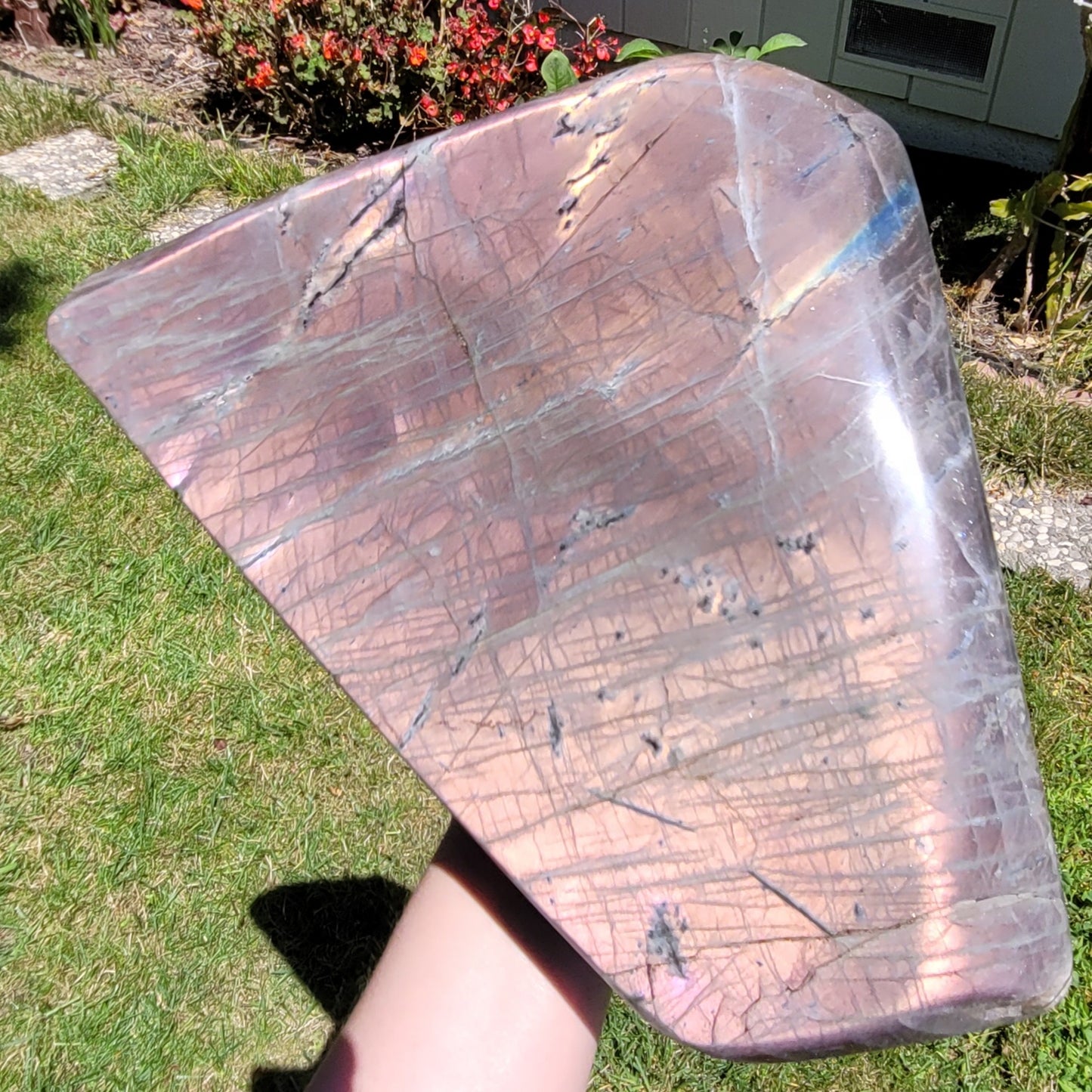 Huge Labradorite Freeform, 13.8LB With Purple and Pink Sunset Flash