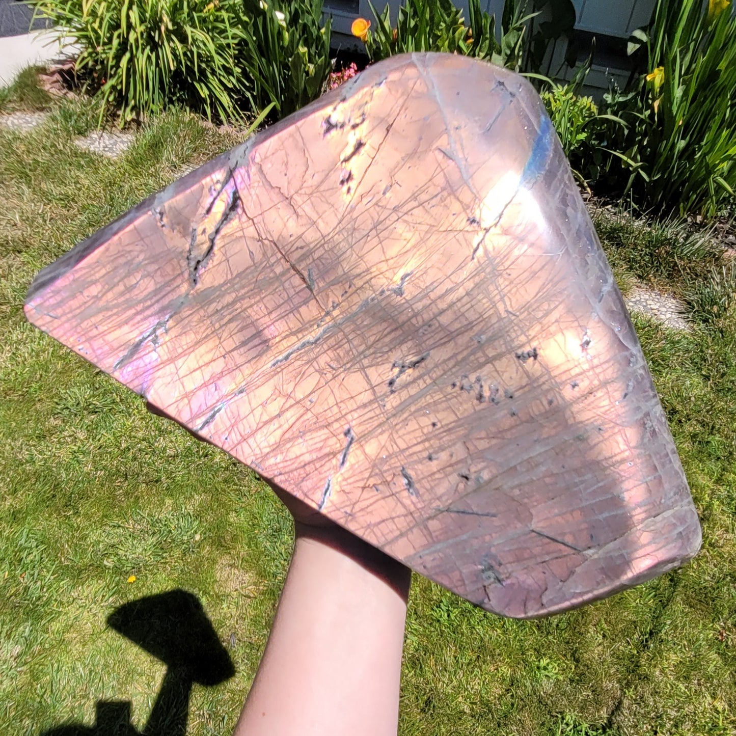 Huge Labradorite Freeform, 13.8LB With Purple and Pink Sunset Flash