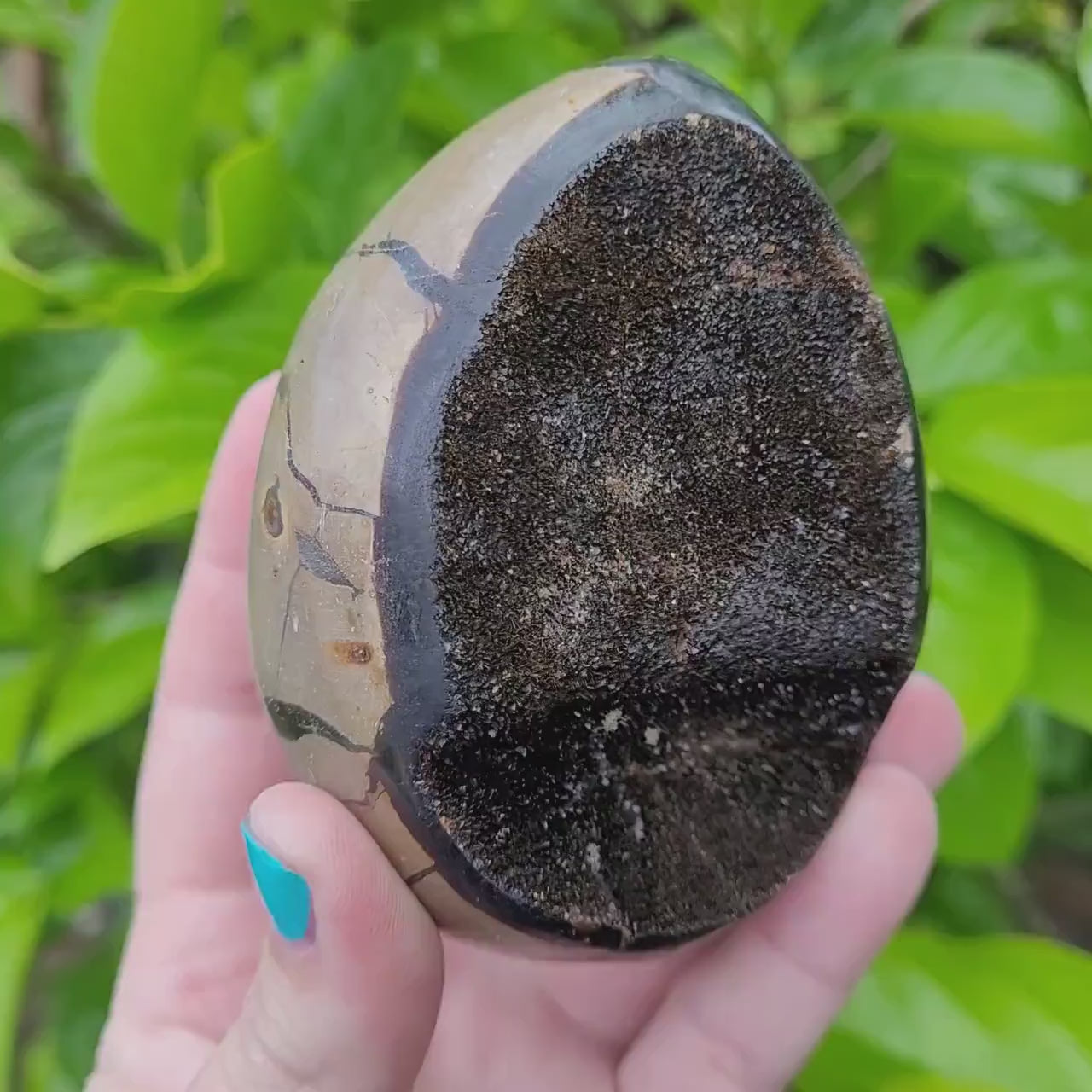 druzy Septarian egg