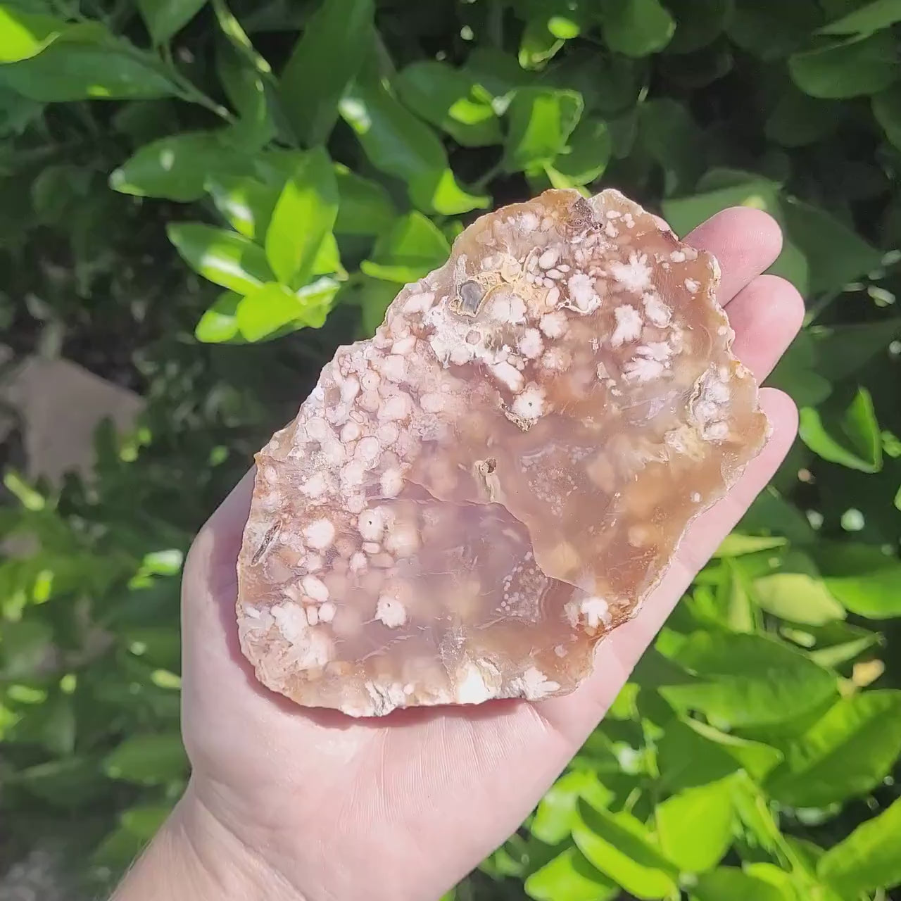 Flower Agate Slab